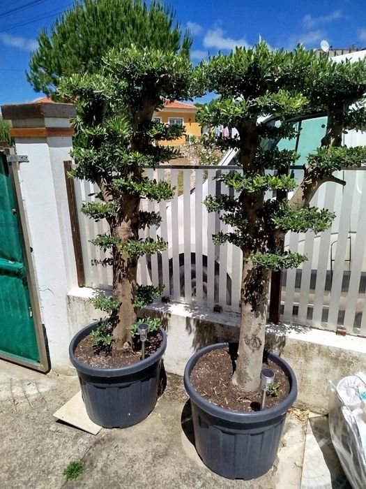 Oliveiras de ornamentação