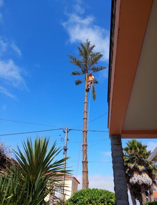 Poda e corte de árvores e limpeza de terrenos
