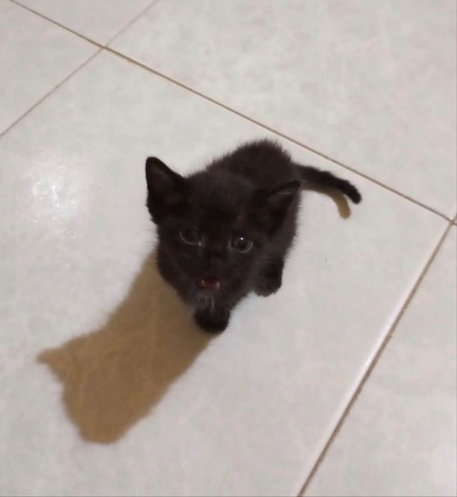gatinho pequeno macho
