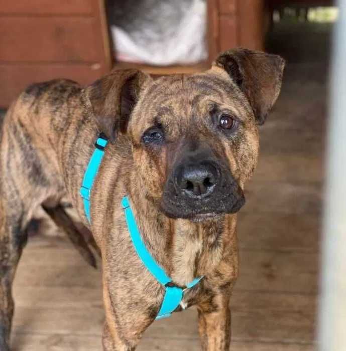 Bandi do adopcji