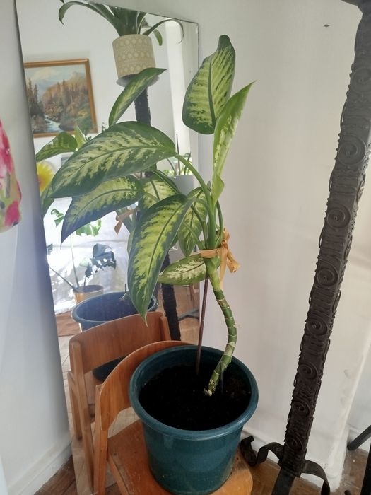 Comigo ninguém pode planta natural