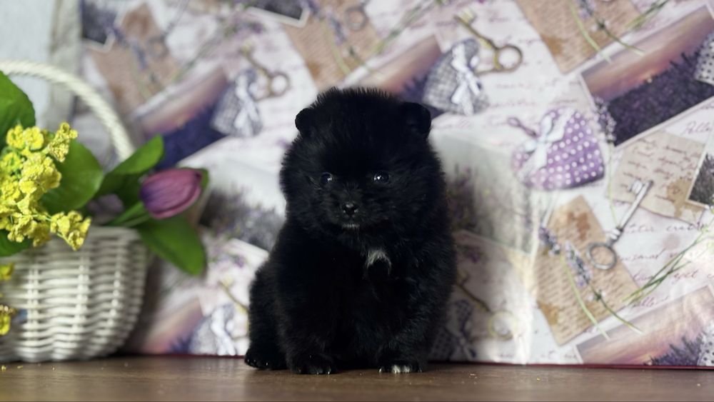 хлопчик шоу класу ти ведмедик