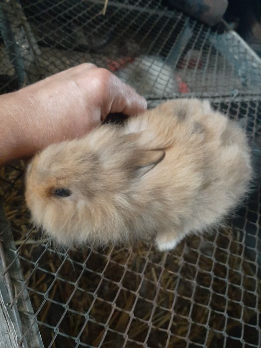 Króliki Lwie GŁOWY miniaturki