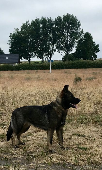 Chilla owczarka niemiecka szuka domu