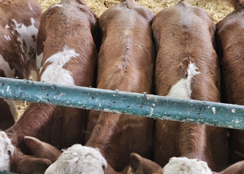 Byczki Simentale 60/130 kg