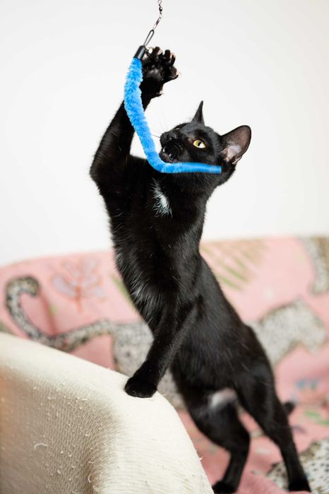 Serafinka szuka domu!