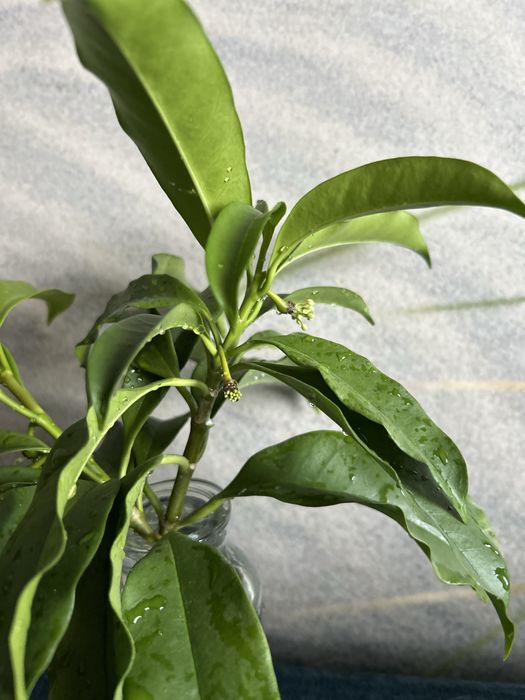 Hoya hoya multiflora