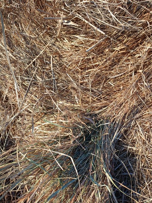 Siano    sianokiszonka transort