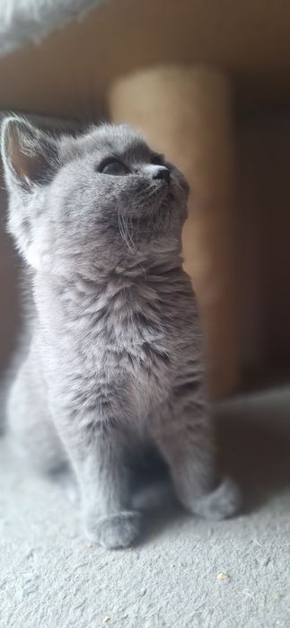 Kot brytyjski WCF SHK