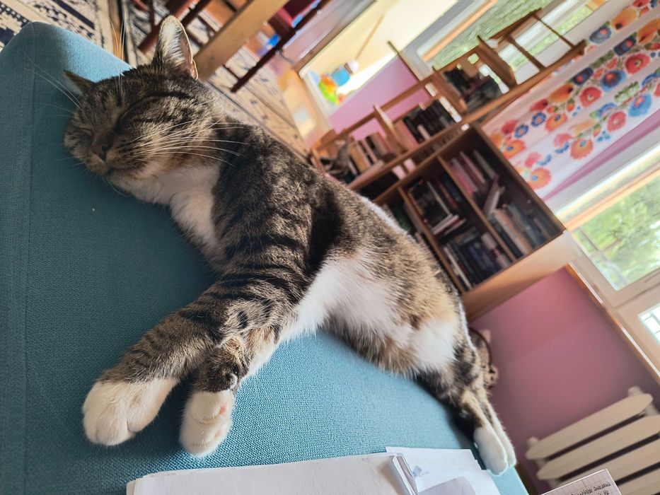 zoopsycholog behawiorysta koty online catsitting petsitter konsultacje