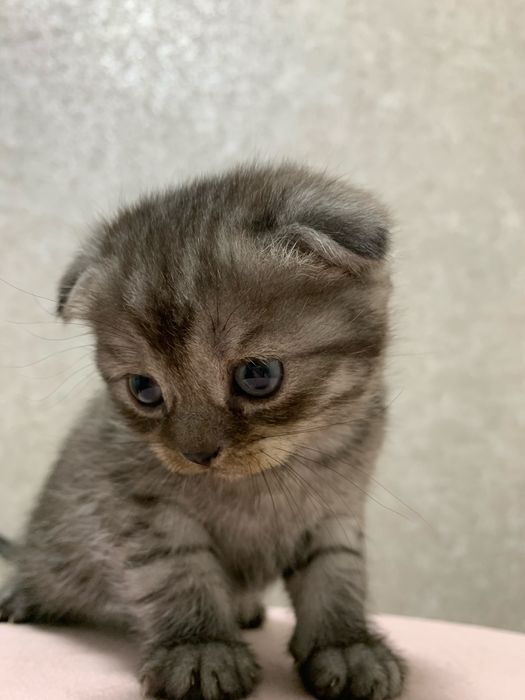 Висловухі шотландські кошенята , скоттіш фолд