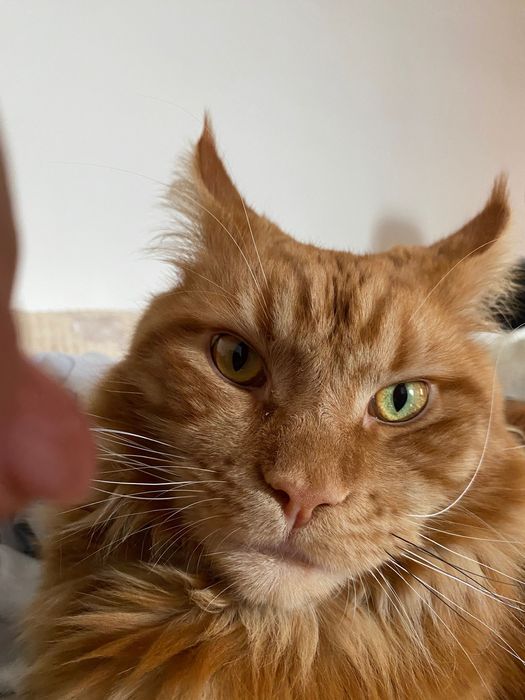 В’язка. Мей- кун мармурово- червоний.