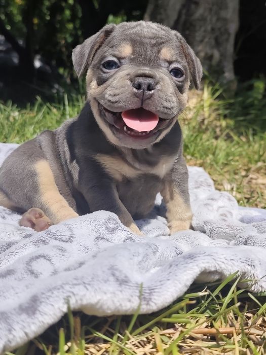 Bulldog blue tan