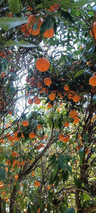 Vendo Laranjas, Clementinas, Tangerinas e Limões - Tudo 100% biológico