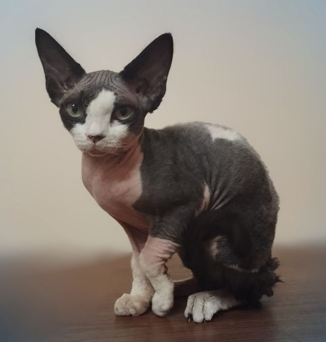 Devon rex Remus unikatowy kocurek