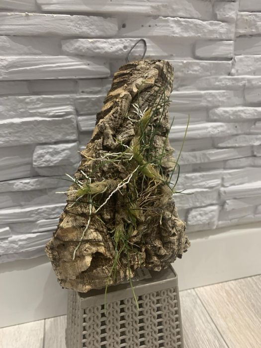 Орхідея Isabelia virginalis громезна доросла