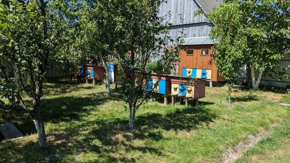 Вулики дерев'яні з рамками та бджолами