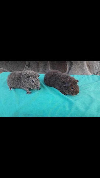 Морські свинки, Тедді