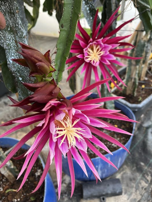 Pitaya autopolinizadora / autofertil