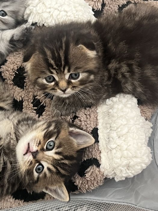 Чистокровные шотландские ( мама - прямые ушки, папа вислоухий)