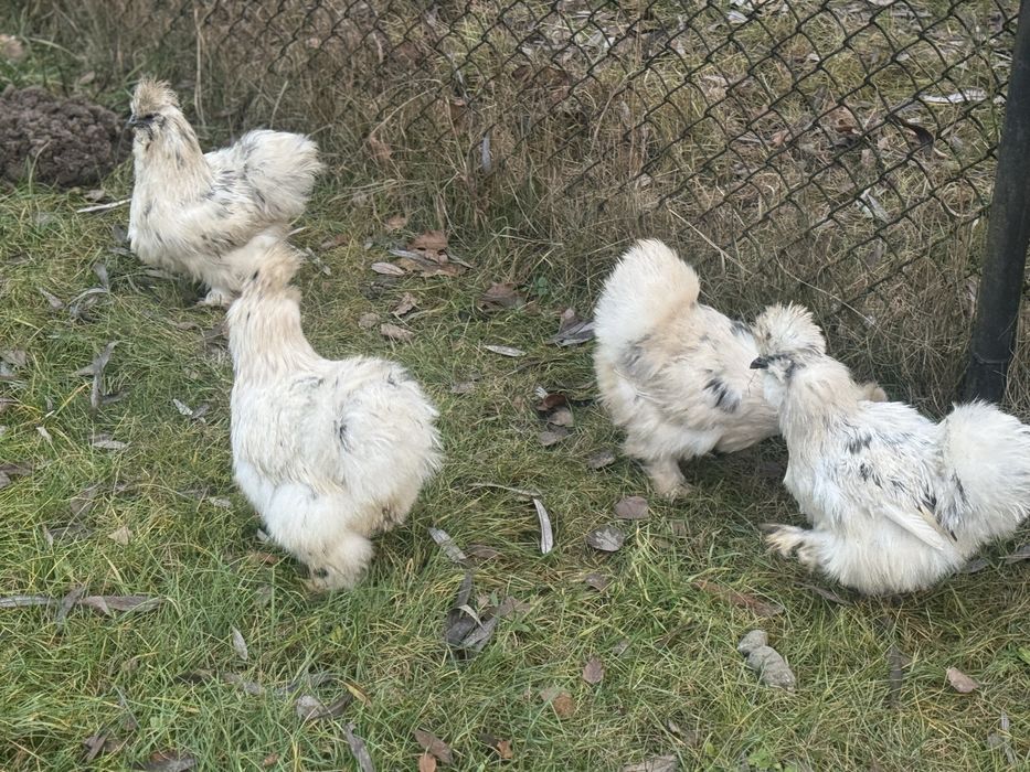 Silki jedwabiste paint kury