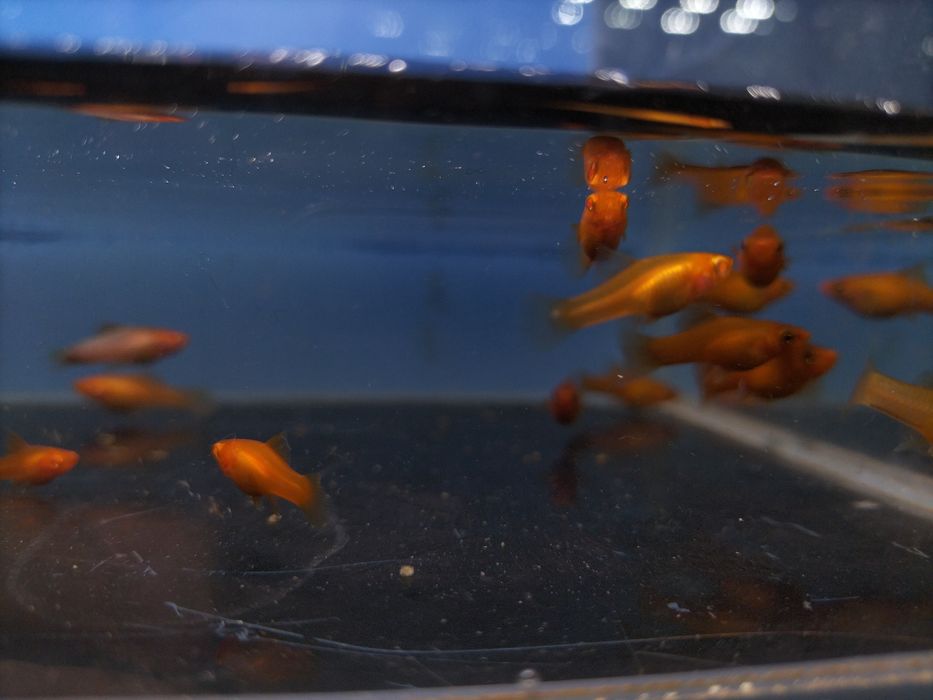 Młode narybek mieczyki pakiet ok 25szt