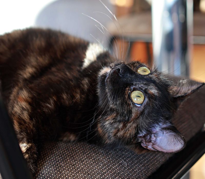 takie Koty jak My to prawdziwy Skarb