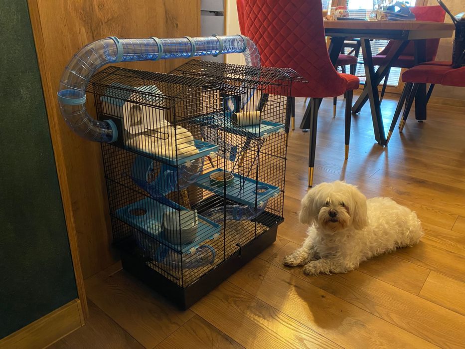 Bardzo duża klatka dla chomika