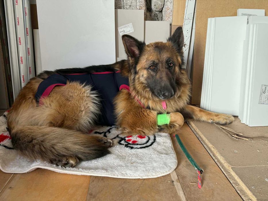 Lunka suczka w typie owczarka niemieciego do adopcji
