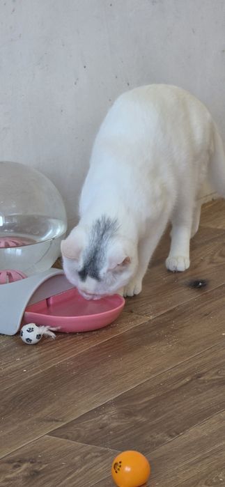 Білий котик белый кот