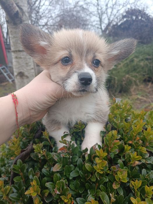 Дві чарівні дівчинка коргі