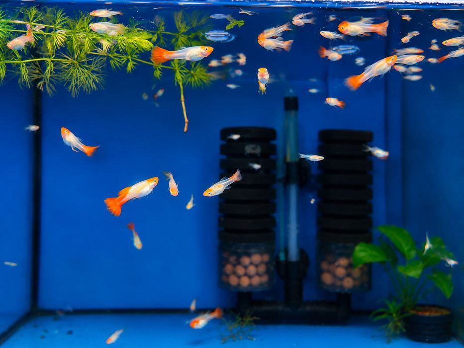 Gupik Golden koi