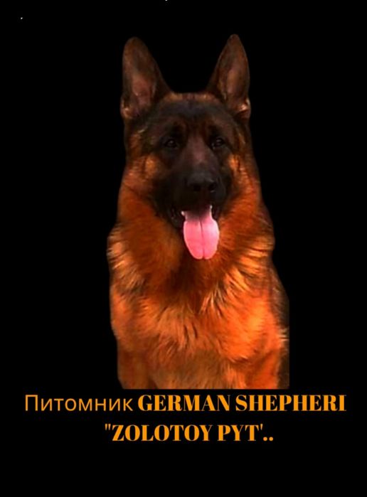 Щенки чистокровных крупных немцев.