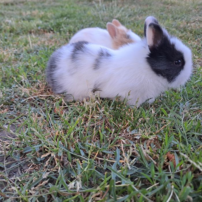 Sprzedam króliczki miniaturki