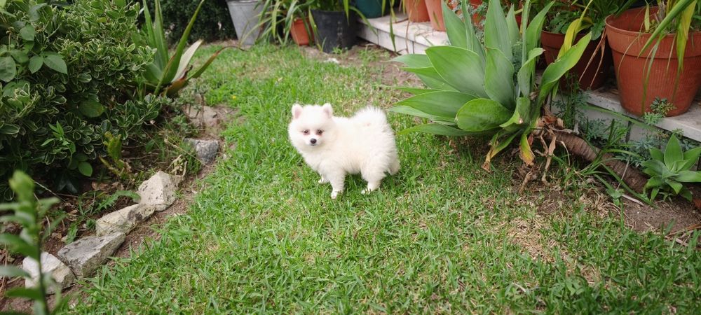 Spitz Lulu da Pomerânia hiper miniatura alta qualidade pronto para entrega imediata