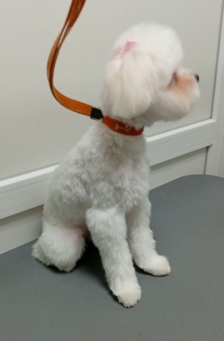 Грумінг собак, котів. Виїзд додому.