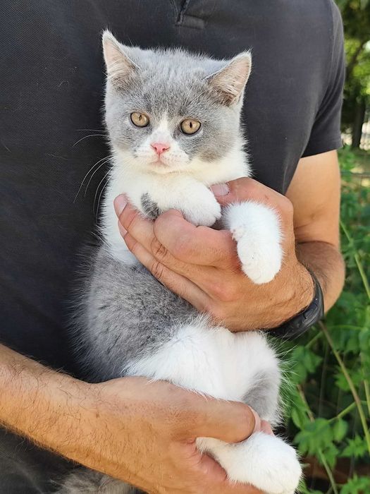 Scottish azul e branco