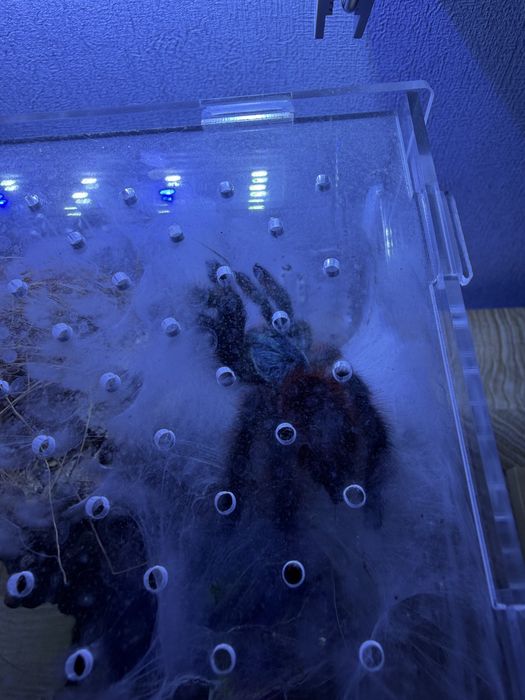 Ptaszniki + terrarium