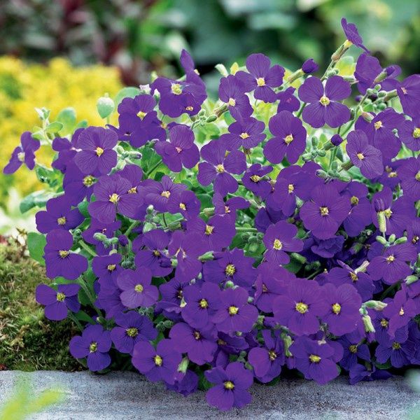 Żagwin wieloletni bylina dywan sadzonka okazja