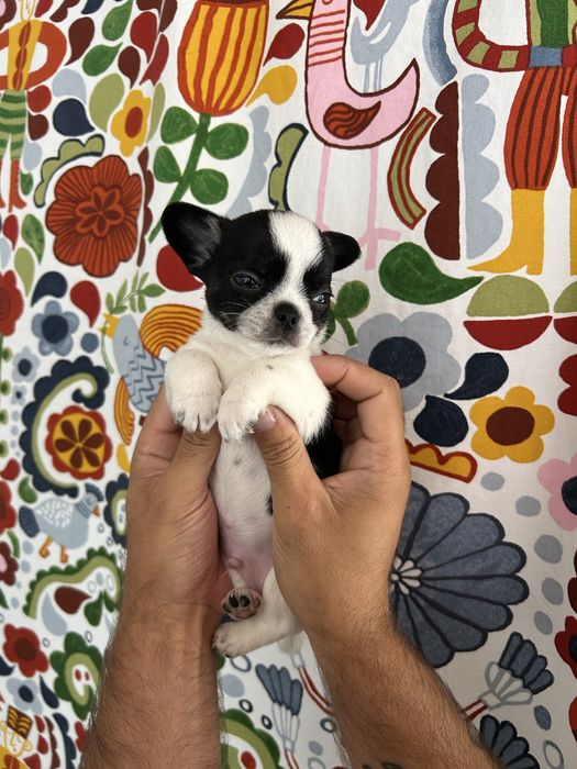 Chihuahua Menino