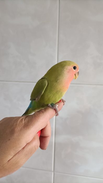 Agapórnis criados á mão