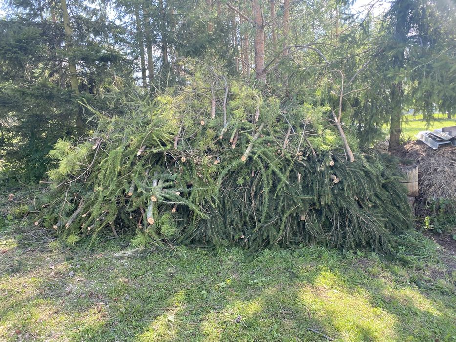 Oddam za darmo gałęzie