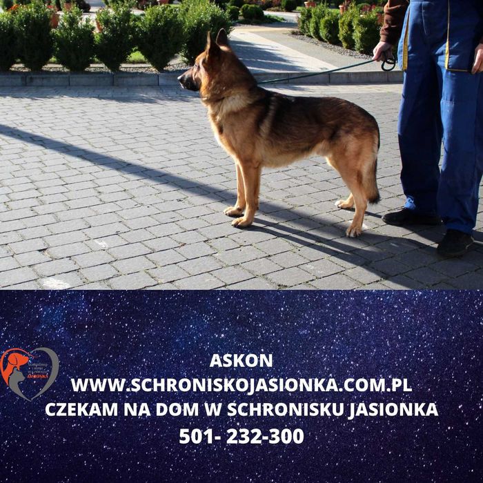 Askon do adopcji – Schronisko Jasionka