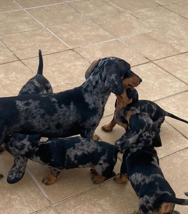 Мраморні хлопчики і дівчатка