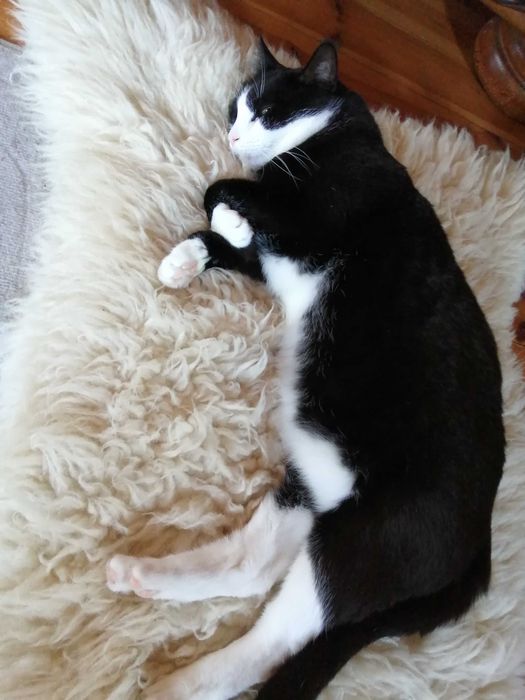 Piękny kocurek bardzo potrzebuje domu !