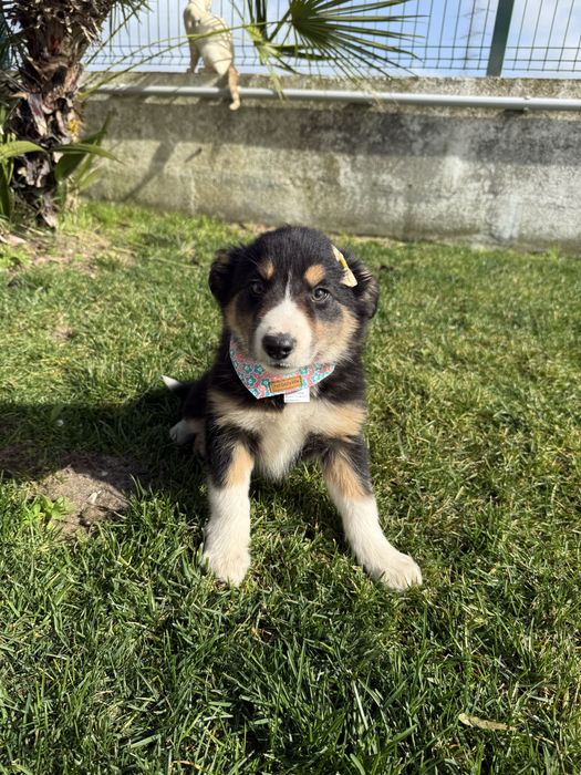 Border Collie Tricolor Linda