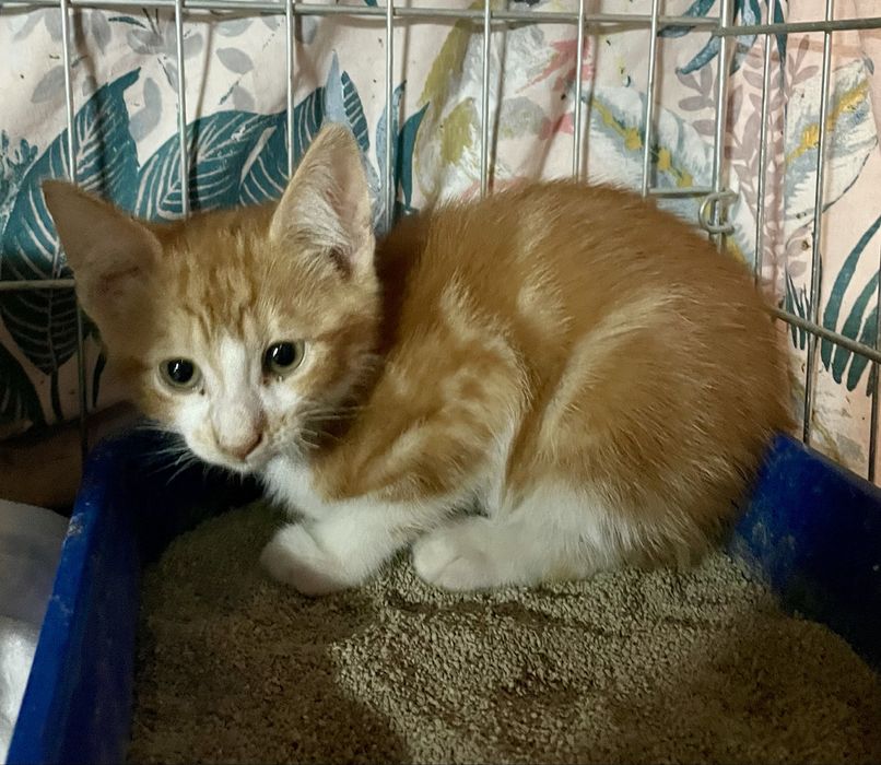 Котенок мальчик маленький рыжий мраморный с белым кошеня хлопчик рудий