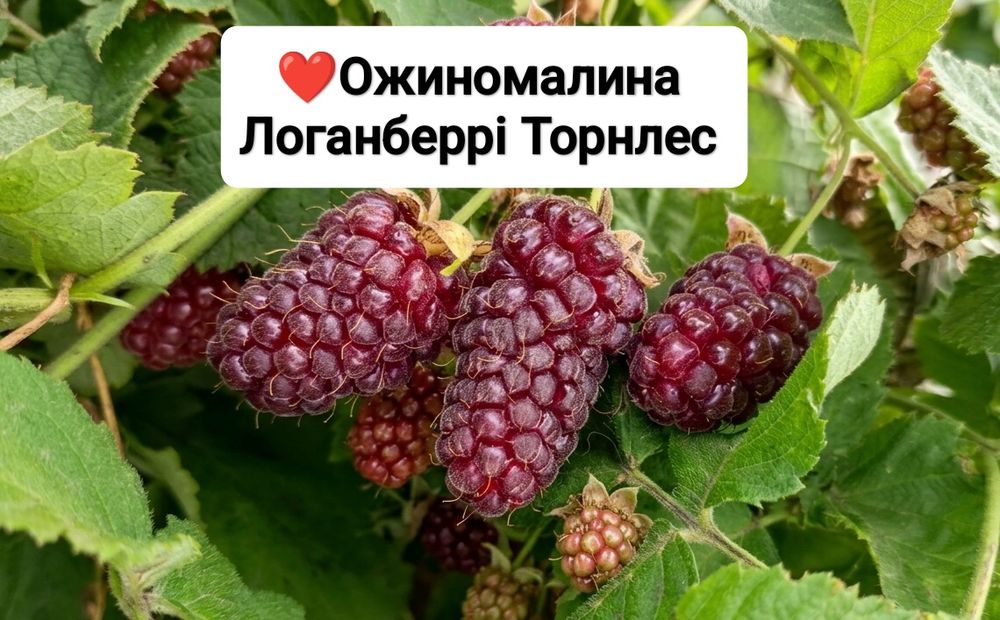 Саджанці ожиномалини Ред Даймон, Логанберрі, Маріонберрі, Голден Кларк та ожини Оушито (ЗКС)
