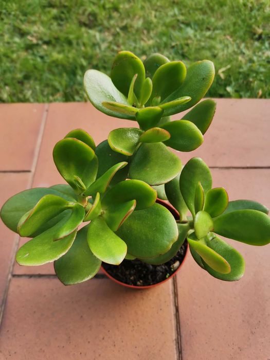 Vaso suculenta - planta de jade