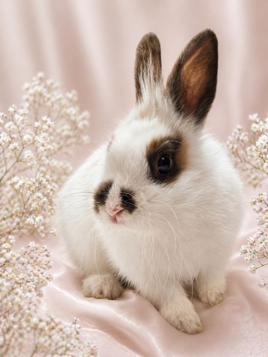 Декоративные кролики, домашние крольчата